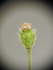Papaver apulum