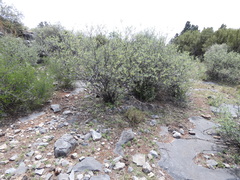 Searsia burchellii