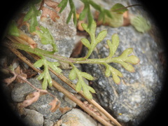 Papaver apulum
