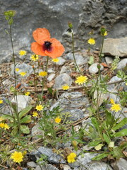 Papaver apulum