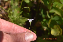 Prismatocarpus brevilobus