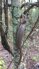 Gerrhonotus infernalis
