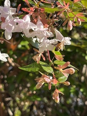 Apis mellifera