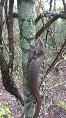 Gerrhonotus infernalis