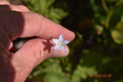 Prismatocarpus brevilobus