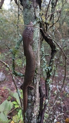 Gerrhonotus infernalis