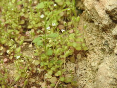 Saxifraga tridactylites