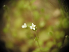 Saxifraga tridactylites