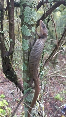 Gerrhonotus infernalis