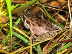 Pulchrana baramica