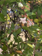 Apis mellifera