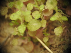 Saxifraga tridactylites