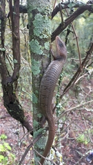 Gerrhonotus infernalis