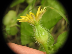 Urospermum picroides