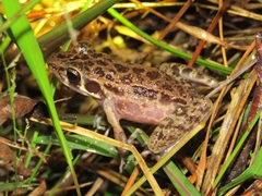 Pulchrana baramica