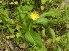 Urospermum picroides