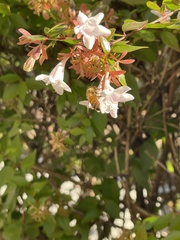 Apis mellifera