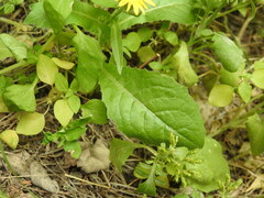 Urospermum picroides