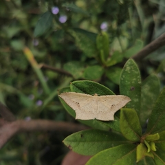 Krananda falcata