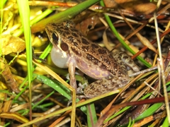 Pulchrana baramica