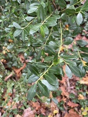 Ilex crenata