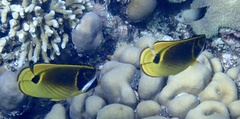 Chaetodon lunula