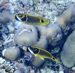 Chaetodon lunula