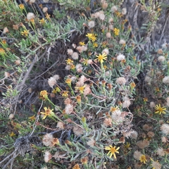 Limbarda crithmoides