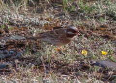 Emberiza leucocephalos