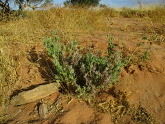 Codon royenii