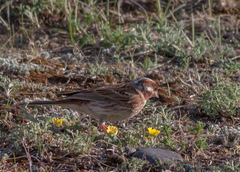 Emberiza leucocephalos