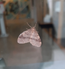 Operophtera bruceata
