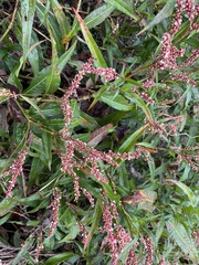 Persicaria glabra