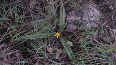 Curculigo orchioides