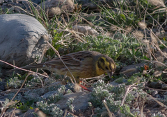 Emberiza citrinella × leucocephalos