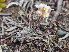 Draba magellanica