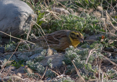 Emberiza citrinella × leucocephalos