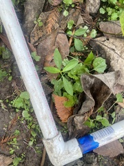 Alternanthera philoxeroides