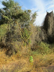 Cardiospermum corindum