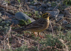 Emberiza citrinella × leucocephalos