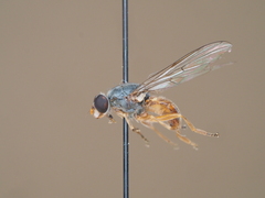 Brachyopa insensilis