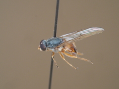 Brachyopa insensilis