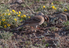 Emberiza leucocephalos