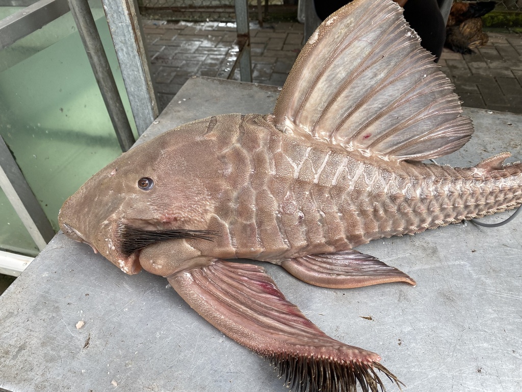 Slender Panaque