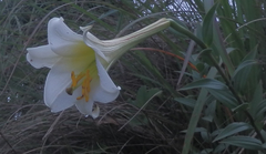 Lilium formosanum