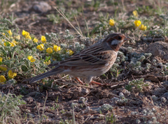 Emberiza leucocephalos