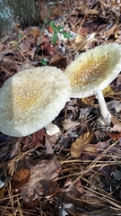 Amanita multisquamosa