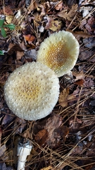 Amanita multisquamosa