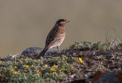 Emberiza leucocephalos