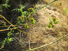 Cardiospermum corindum